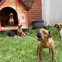 Alerta por presunto criadero ilegal en Kennedy, Bogotá.