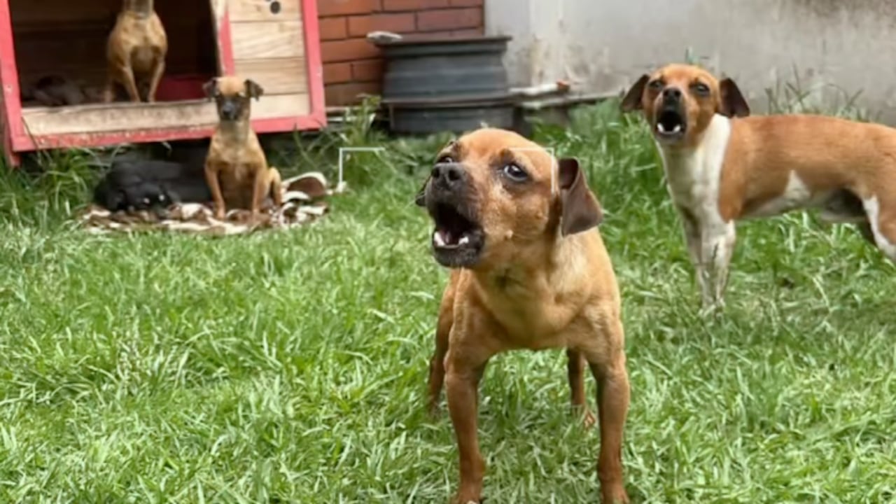 Alerta por presunto criadero ilegal en Kennedy, Bogotá.