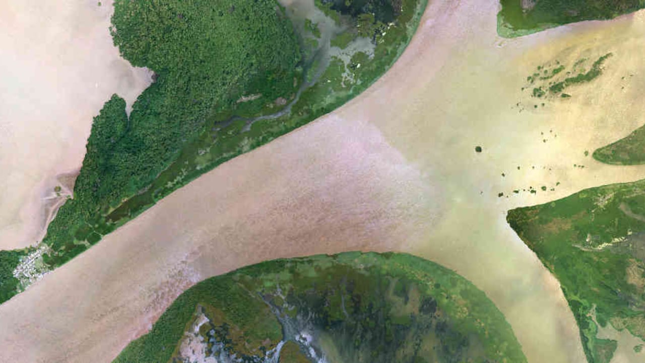 "La producción primaria de los manglares del delta del Atrato es una de las mayores del mundo debido a su ubicación privilegiada".