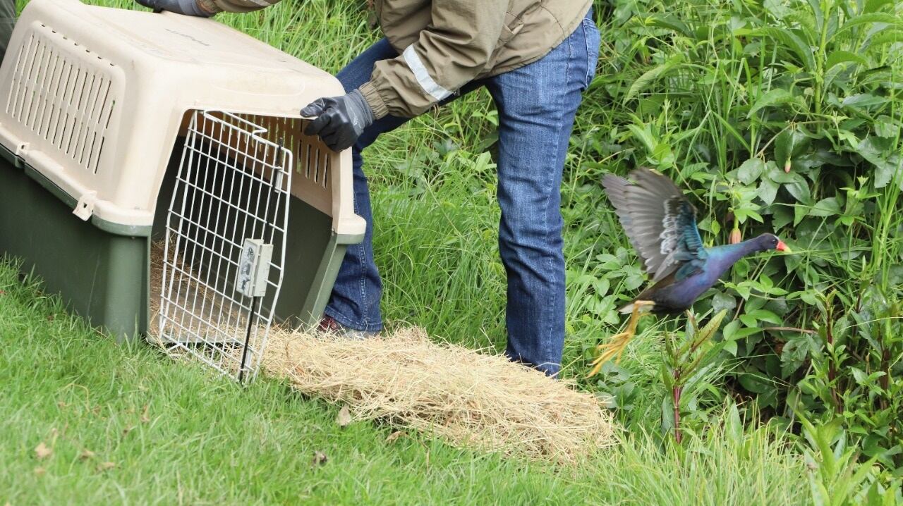 Tinguas azules liberadas en Bogotá