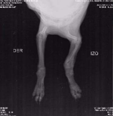 La perrita fue sometida a un procedimiento quirúrgico.