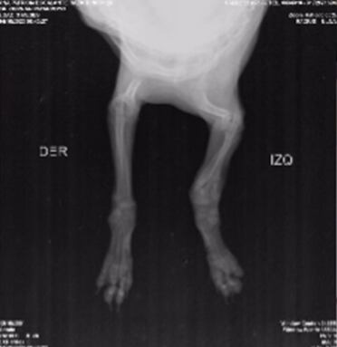 La perrita fue sometida a un procedimiento quirúrgico.