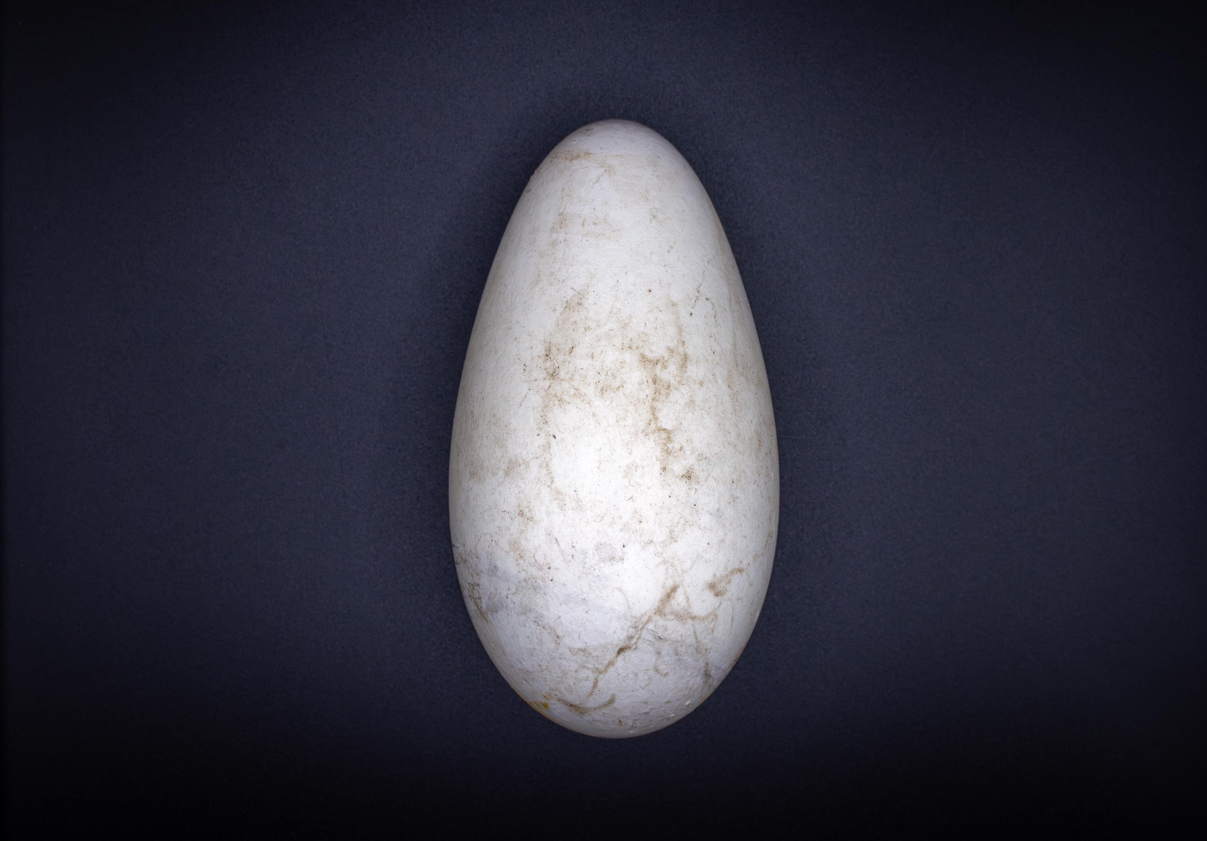 Vuela Alto Rafiki, Semana Sostenible