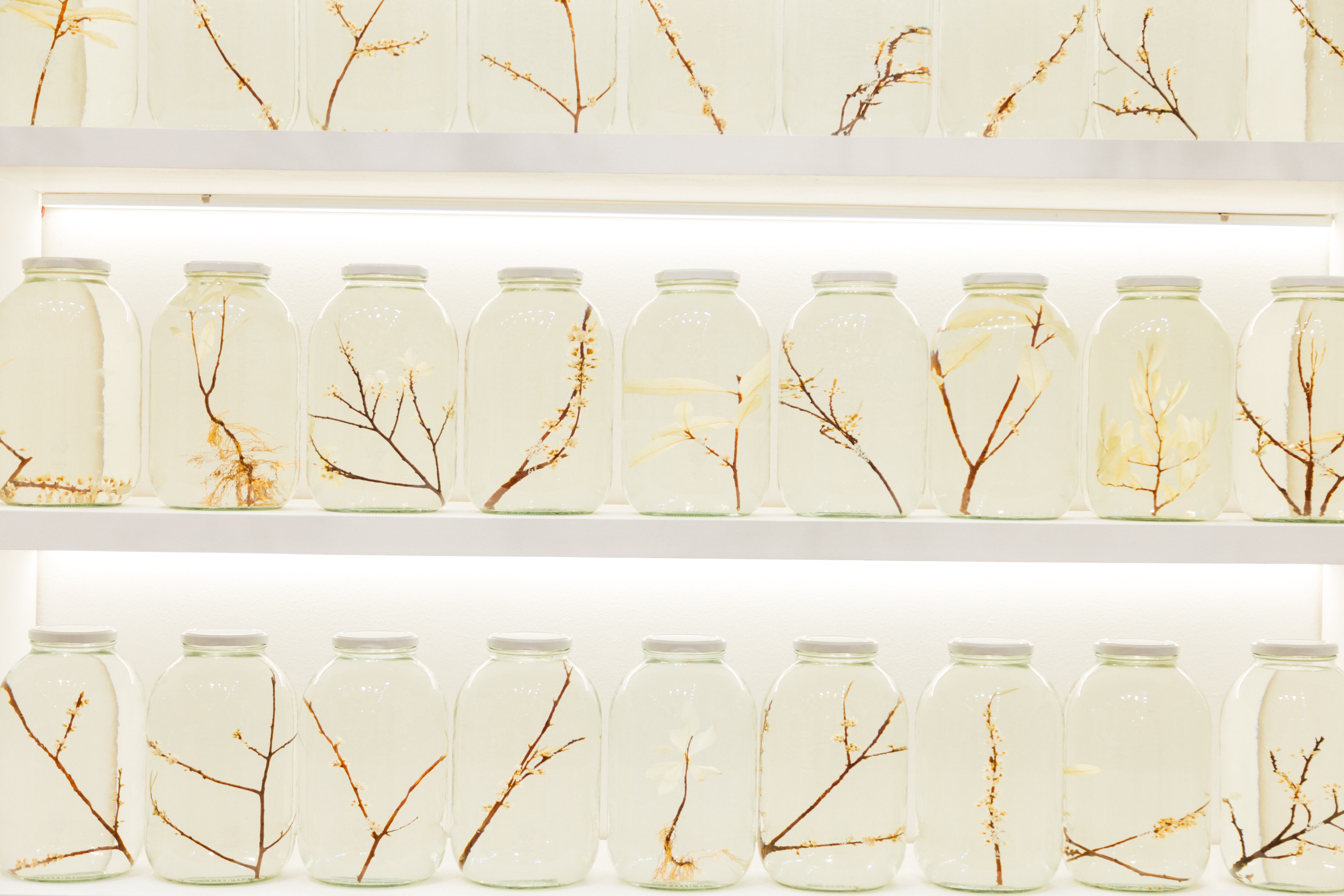 Más allá de las concepciones típicas alrededor de esta planta ancestral, el propósito de esta artista paísa ha sido trazar una desviación en la historia de la coca.