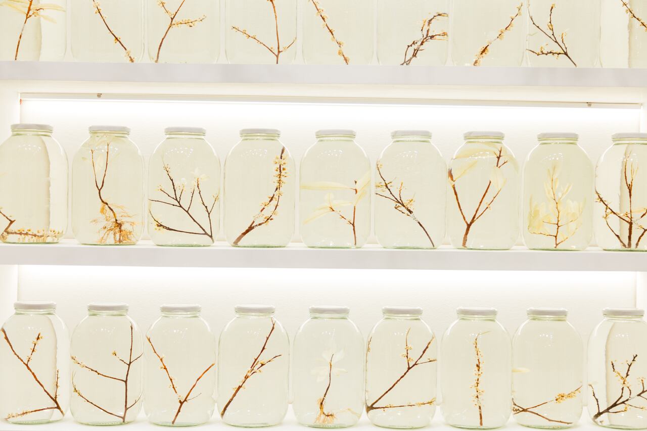 Más allá de las concepciones típicas alrededor de esta planta ancestral, el propósito de esta artista paísa ha sido trazar una desviación en la historia de la coca.