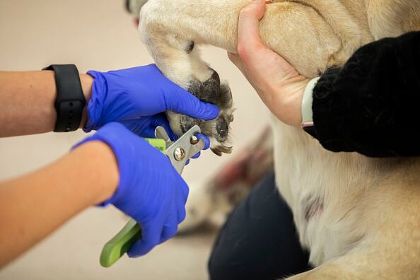 Es recomendable que el corte de uñas sea hecho por un experto.