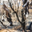 Un hallazgo científico advierte que los bosques podrían emitir más CO2 con el calentamiento.