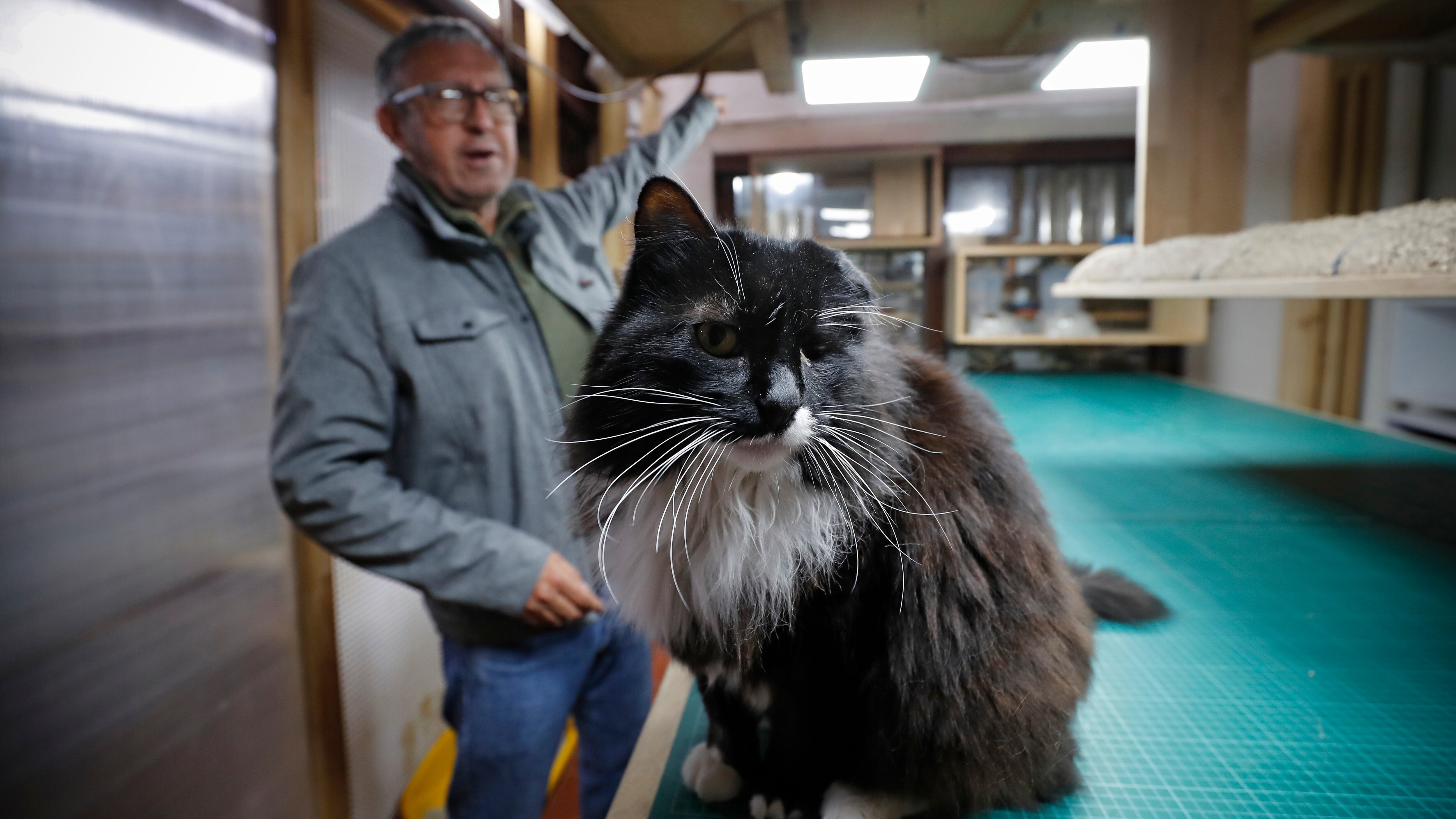 4 Patas, Arquitectura para gatos