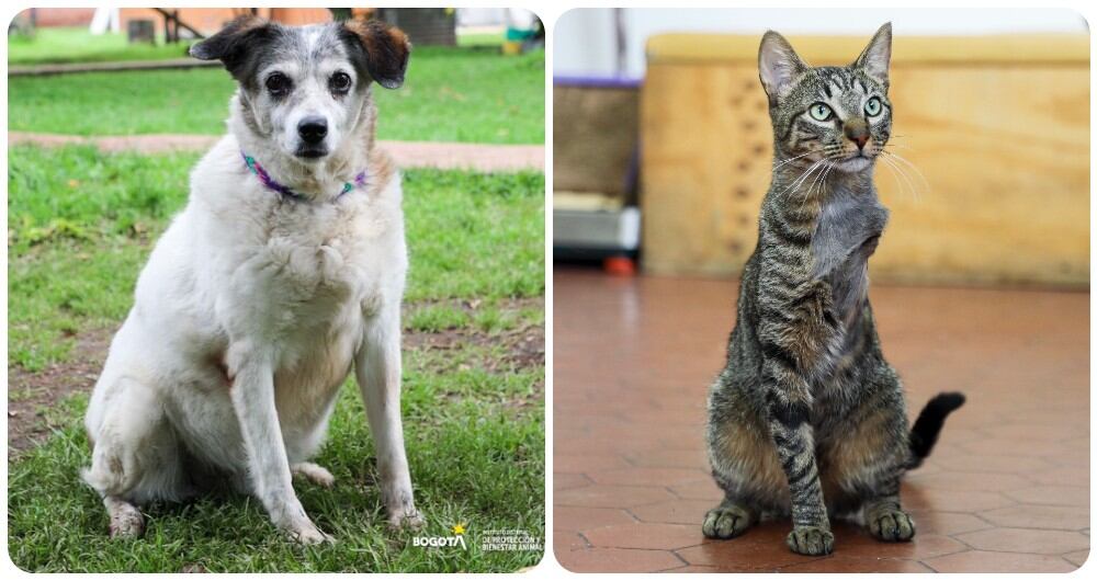 Luna Antonieta, la perrita más viejita de la Unidad de Cuidado Anima y el gato Cervantes.