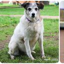 Luna Antonieta, la perrita más viejita de la Unidad de Cuidado Anima y el gato Cervantes.