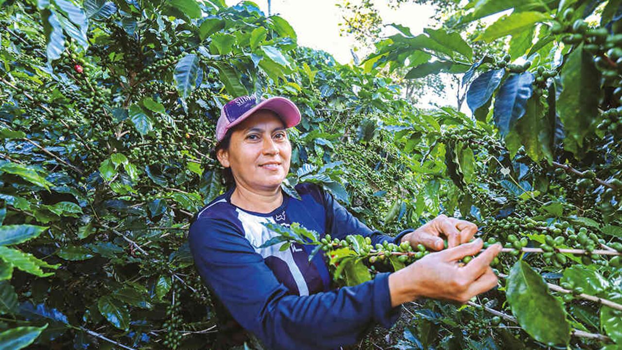Los cultivos de café son una de las actividades económicas de los campesinos ubicados en el Perijá.