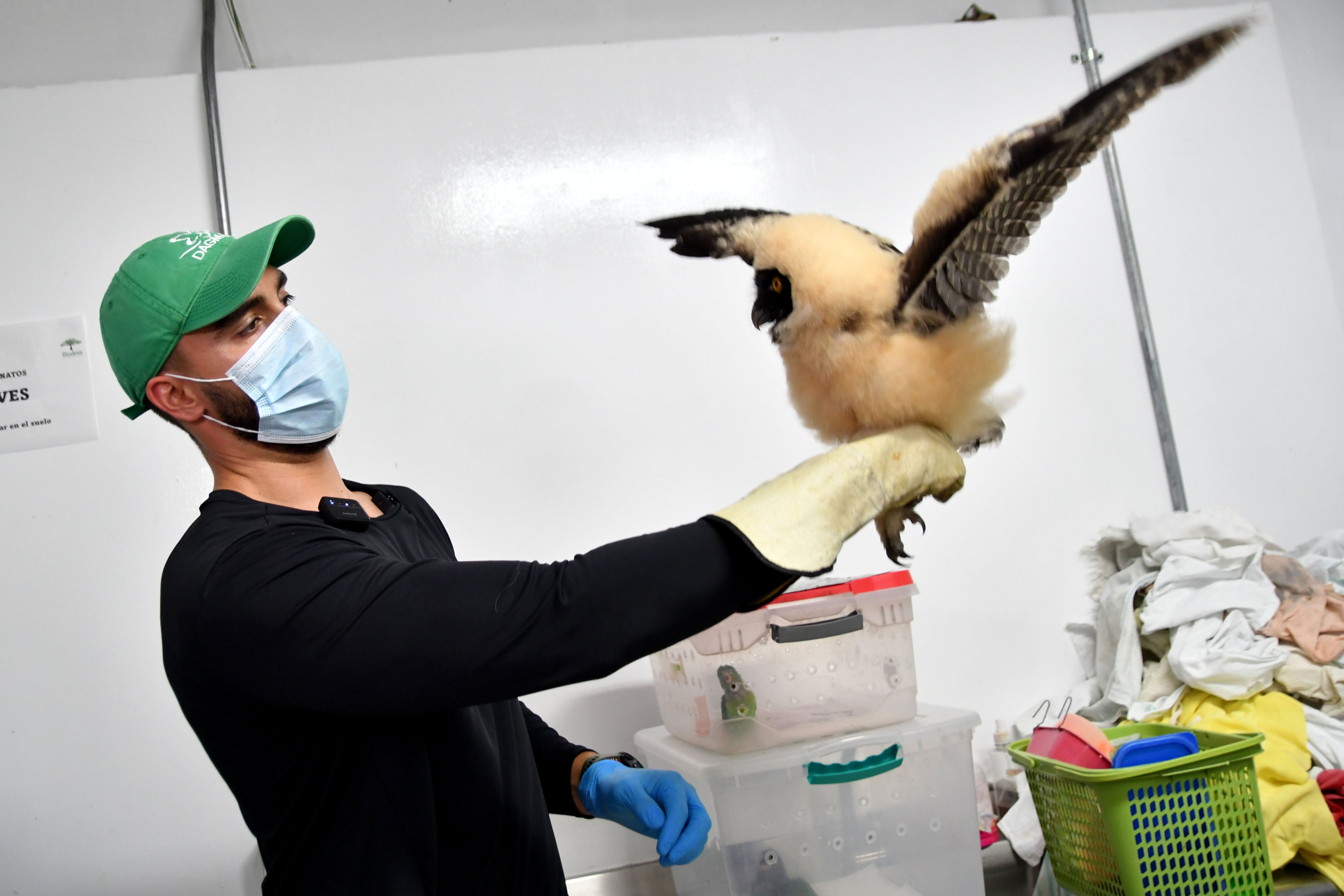 Rescataron a búho bebé de especie poco común en Cali; esto dicen las autoridades ambientales.