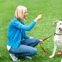 ©Ingimage. Procura que su caminata sea por el césped y llévalo por donde circulan otros perros, así el olor de los otros lo incitará a hacer sus necesidades. Cuando lo logre, debes felicitarlo y premiarlo, así relacionará el hacerlo fuera con algo halagador.