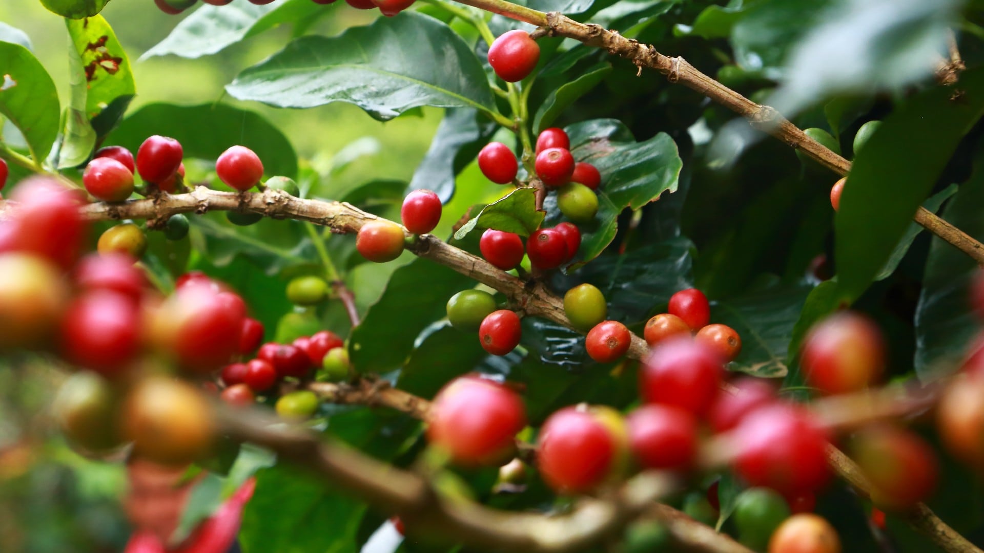 Utilidades de los residuos de café.