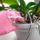 Antes de botar la planta, debe saber que es posible recuperarla.