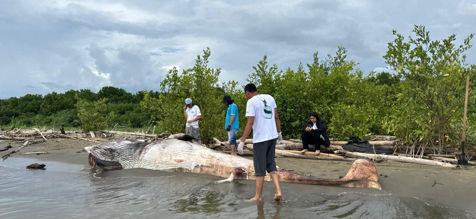 Un pescador halló sin vida una ballena minke, de 6,7 metros en Turbo, Antioquia.