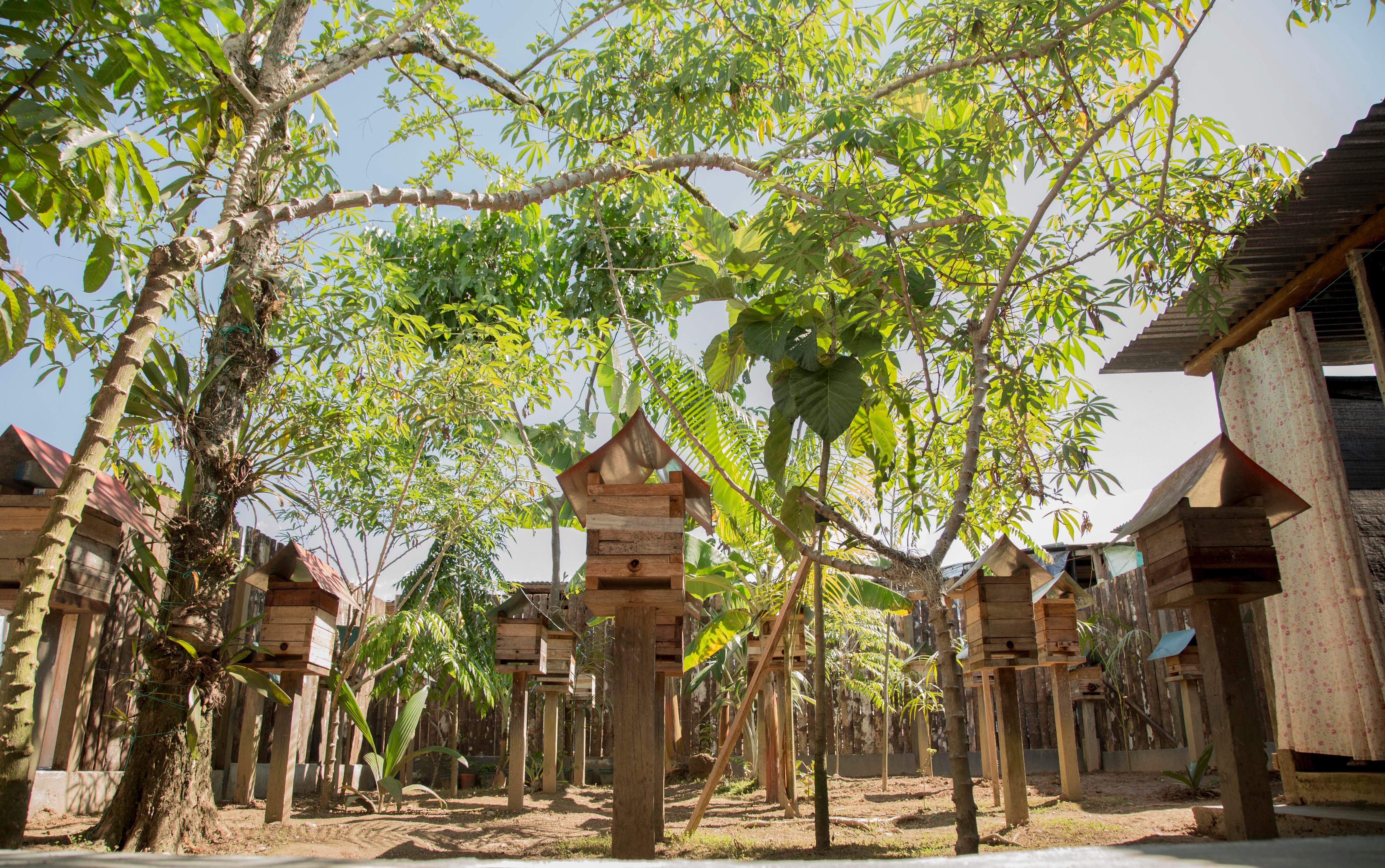 La producción de miel de abejas sin aguijón es una de las actividades que impulsa NaturAmazonas.