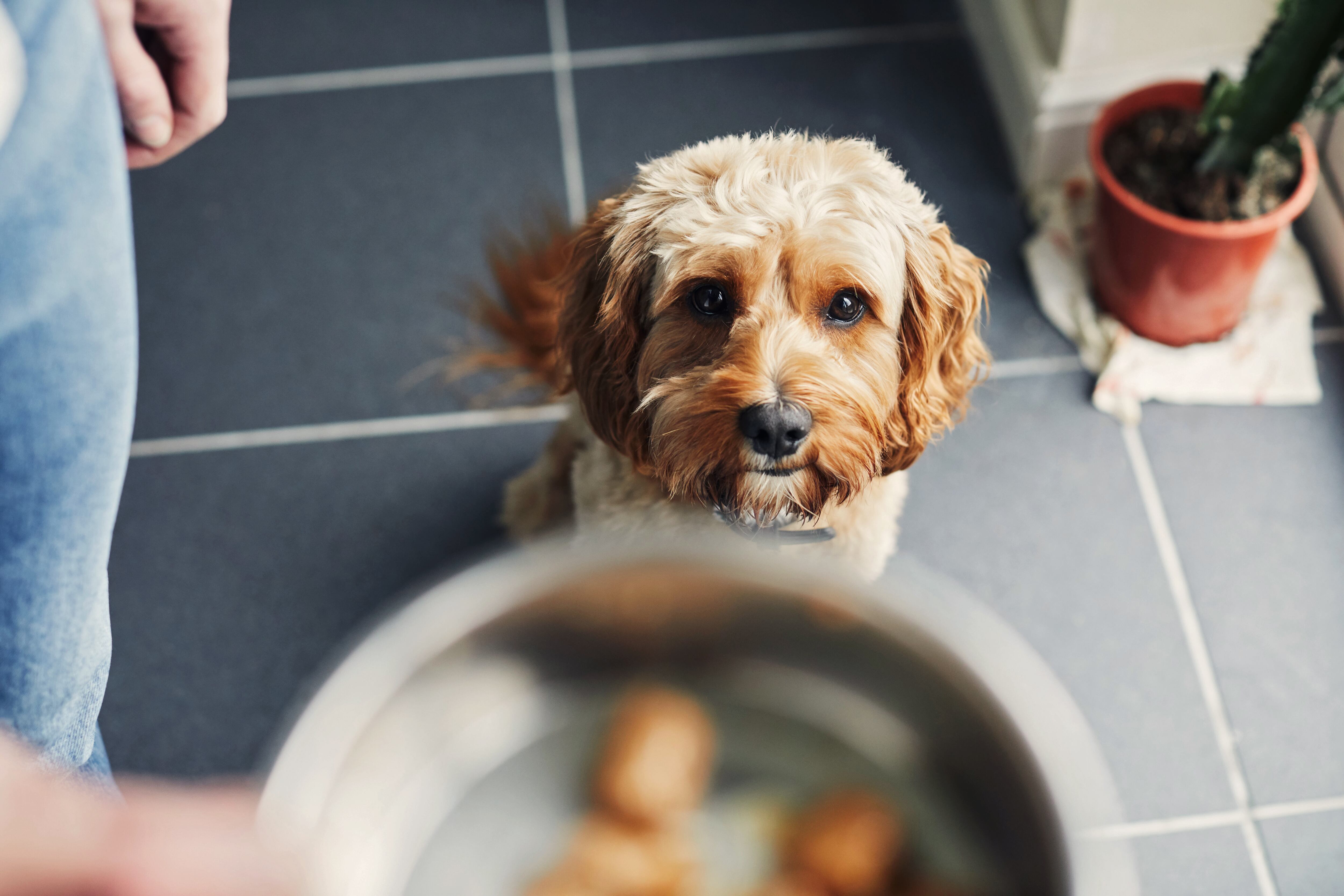 La comida de perro no tiene el valor nutricional que necesitan los seres humanos.