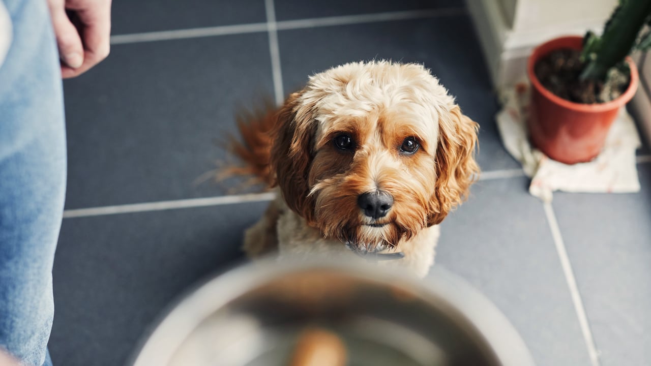 La comida de perro no tiene el valor nutricional que necesitan los seres humanos.