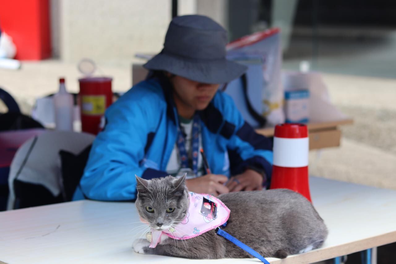 Vacunación contra la rabia gatos