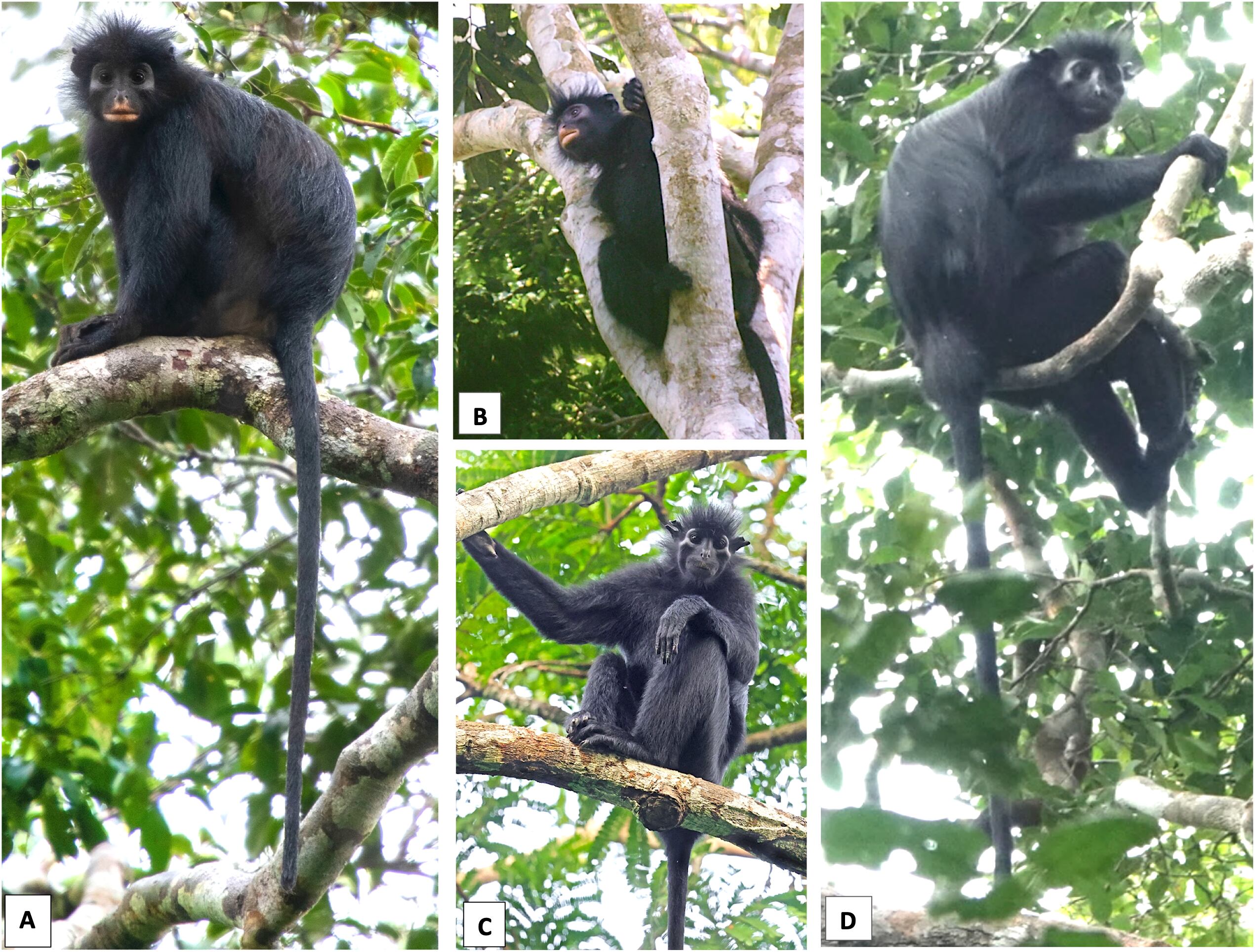 Aunque su pelaje es completamente negro, Colobus congoensis sobresale por varios rasgos poco comunes.
