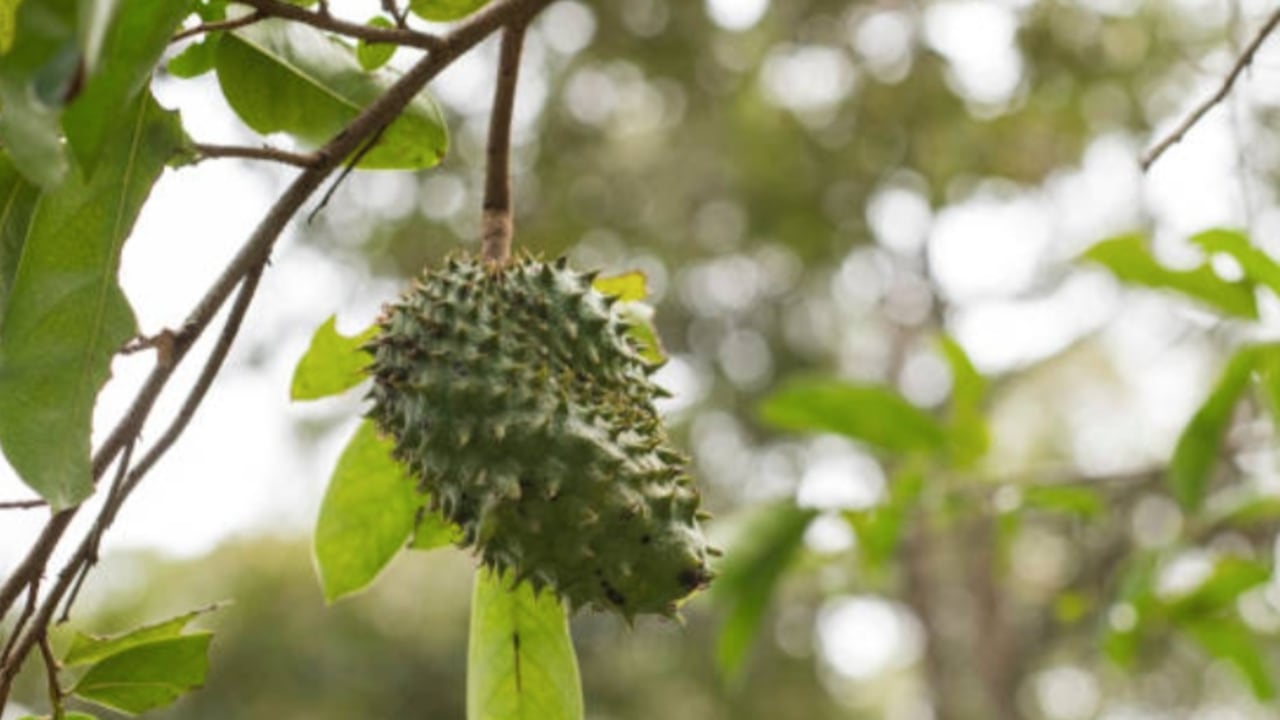 Las hojas de guanábana ayudan a prevenir enfermedades pues mejora el sistema inmune.