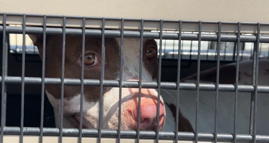 'Kiara' fue golpeada con un palo por su dueña, de acuerdo con las claras imágenes grabadas por los vecinos en los últimos días.