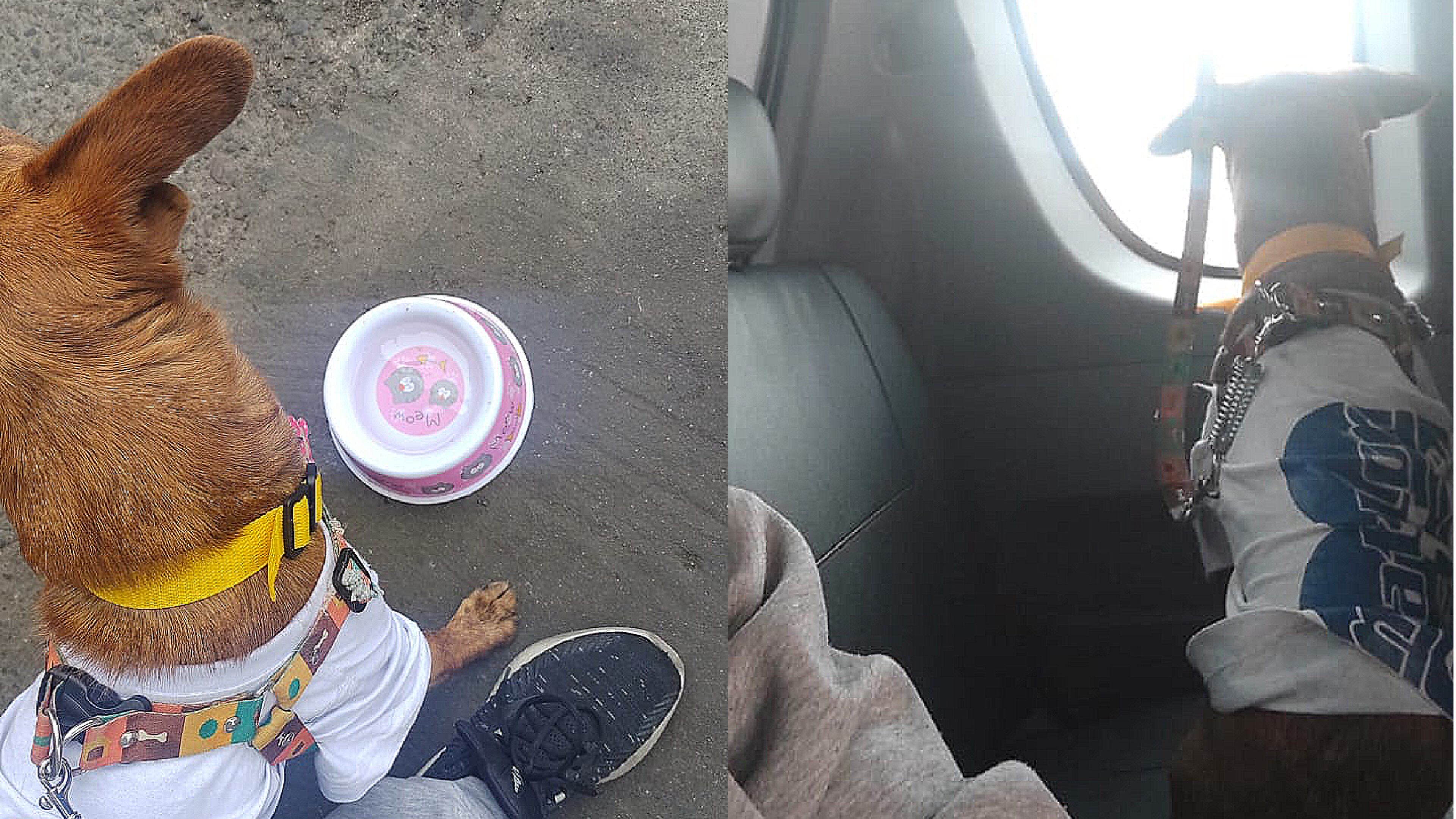 Un hombre dejó escapar a Mara y no da detalles sobre su paradero, ¿la ha visto?