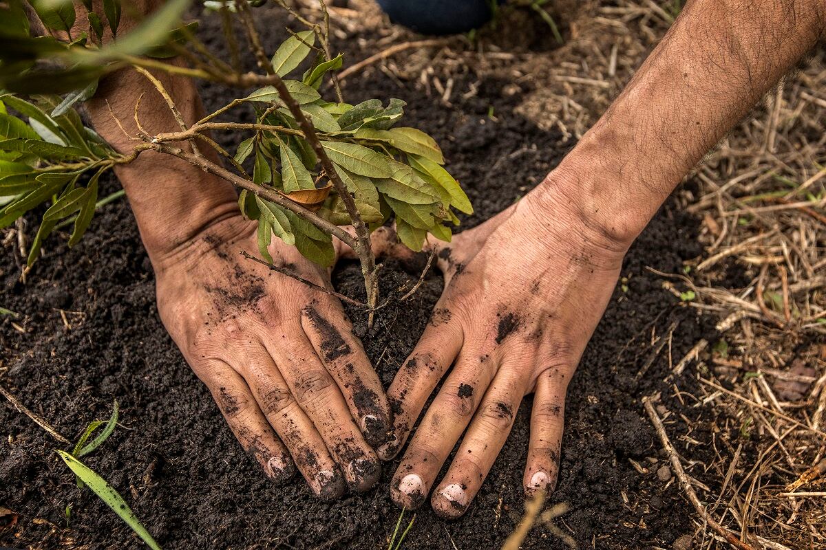 Siembra de árboles de Fundación Coca-Cola por CAEM, en la reserva La Poma, al sur de Bogotá.