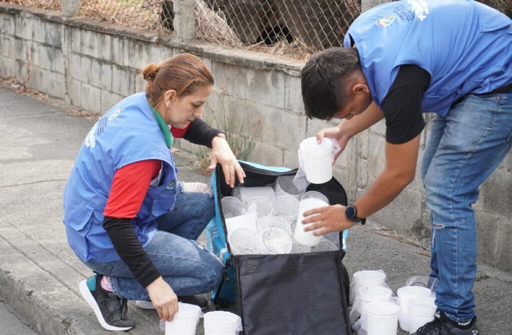 En Yumbo circulan los mosquitos Aedes aegypti con Wolbachia