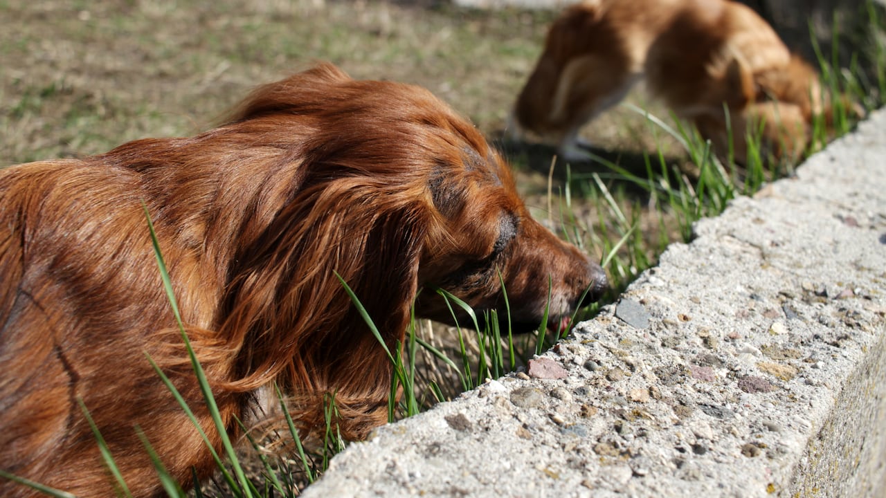 La conducta de los perros al consumir heces de gato se examina detenidamente.