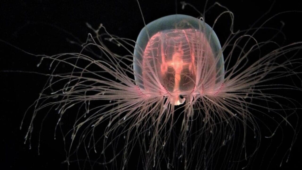 La "Turritopsis dohrnii" reveló su secreto de "inmortalidad": podía revertir su ciclo vital y rejuvenecer cuando las condiciones ambientales amenazaban su supervivencia.