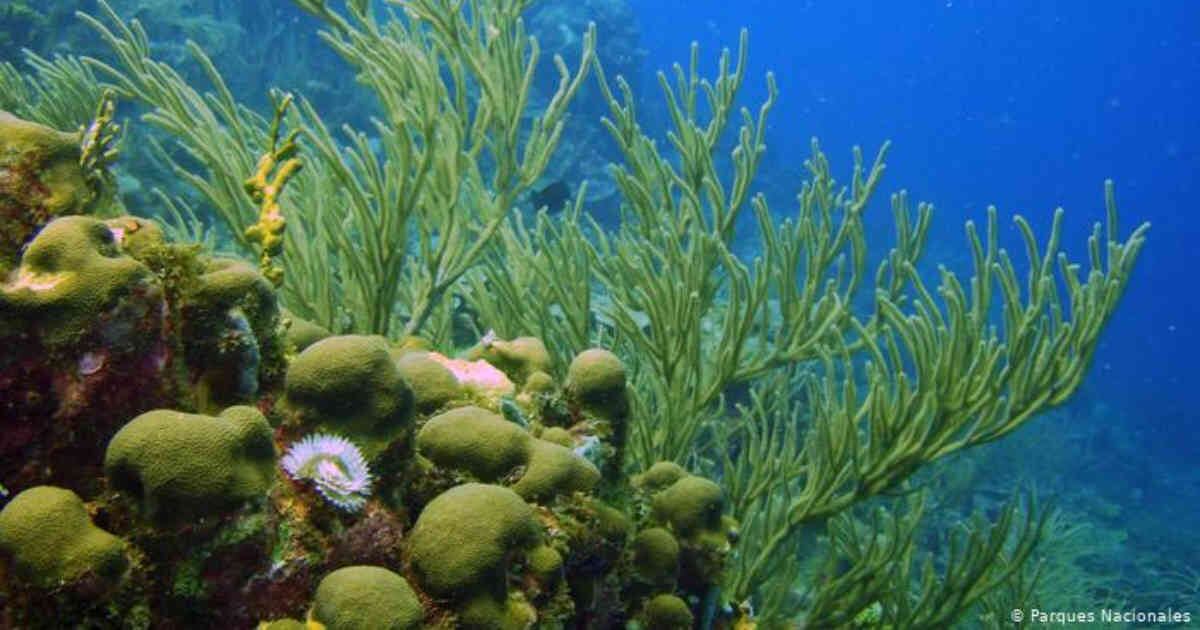 Los ecosistemas marinos juegan un papel determinante en la salud del planeta. Foto: Parques Nacionales 