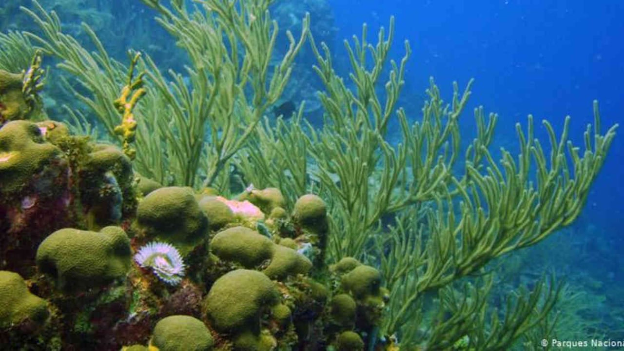 Corales sin plástico. Para evitar que este material la naturaleza, Colombia ha prohibido su entrada a parques naturales como en el Parque de los Corales del Rosario y San Bernardo en Colombia. Foto: DW