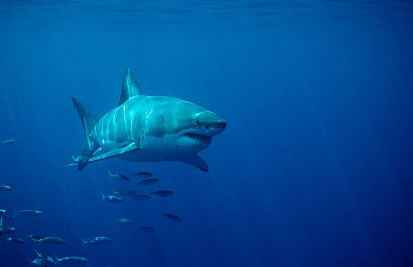 El gran tiburón blanco, una de las especies más letales en el océano.