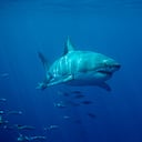 El gran tiburón blanco, una de las especies más letales en el océano.