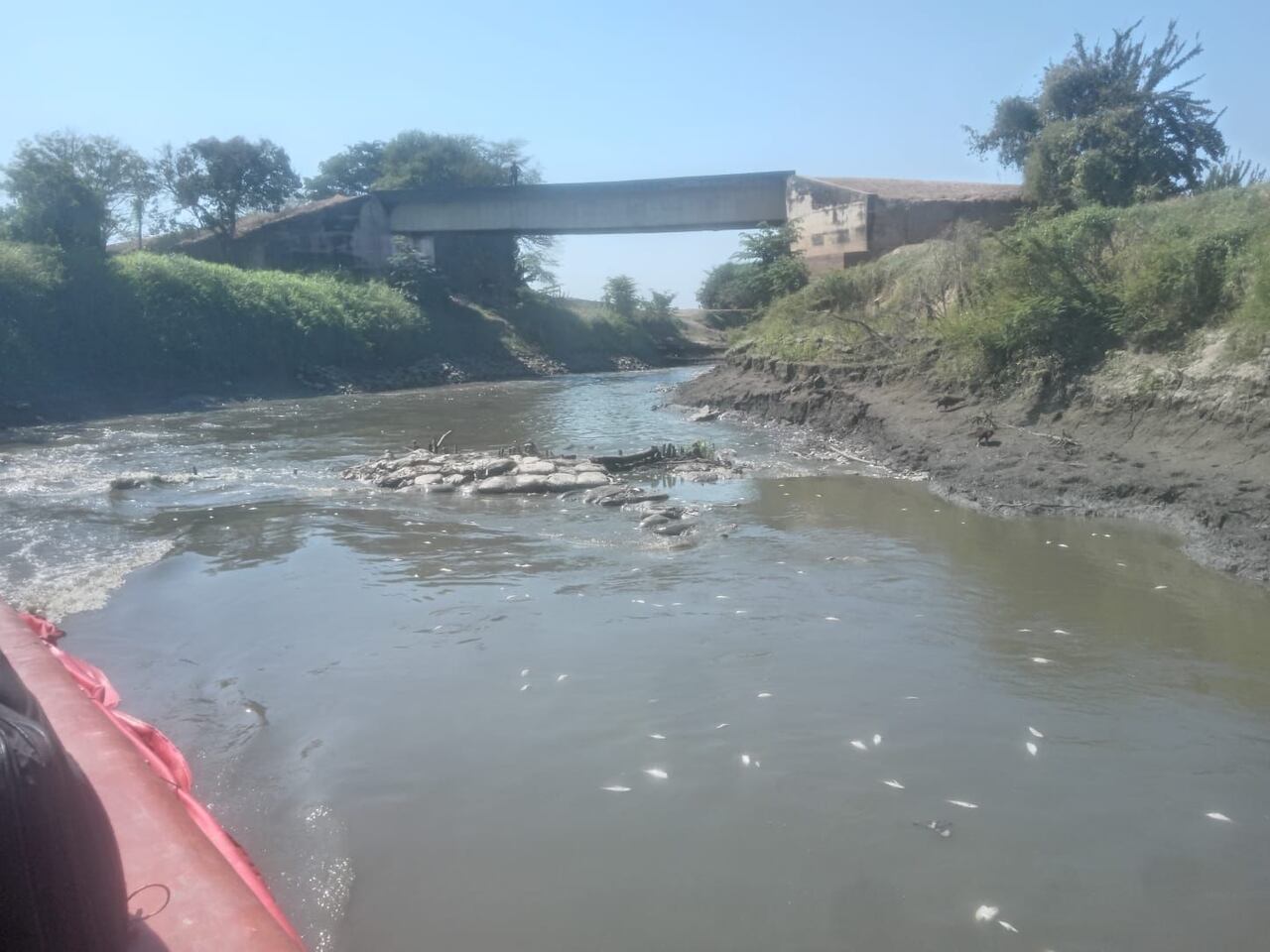 Bajos niveles del río Magdalena amenazan la supervivencia de los peces