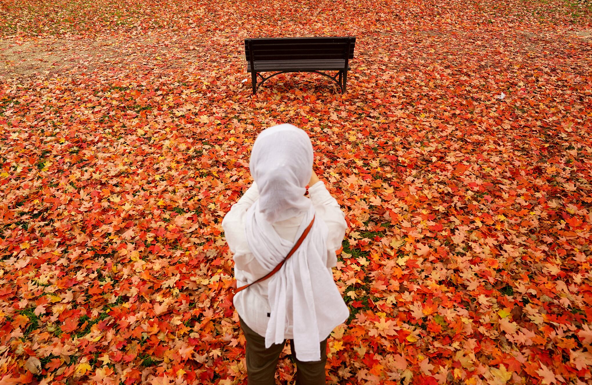 hojas doradas y de color óxido