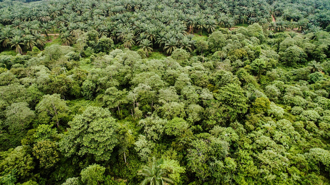 El país tiene 21 departamentos donde se cultiva palma de aceite.