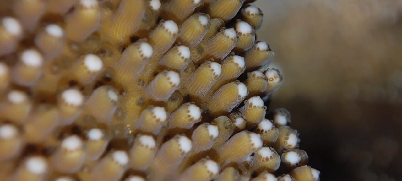 La iniciativa ha reunido a biólogos marinos, oceanógrafos y expertos en sostenibilidad, para así determinar el estado de los arrecifes y evaluar el impacto de las intervenciones.