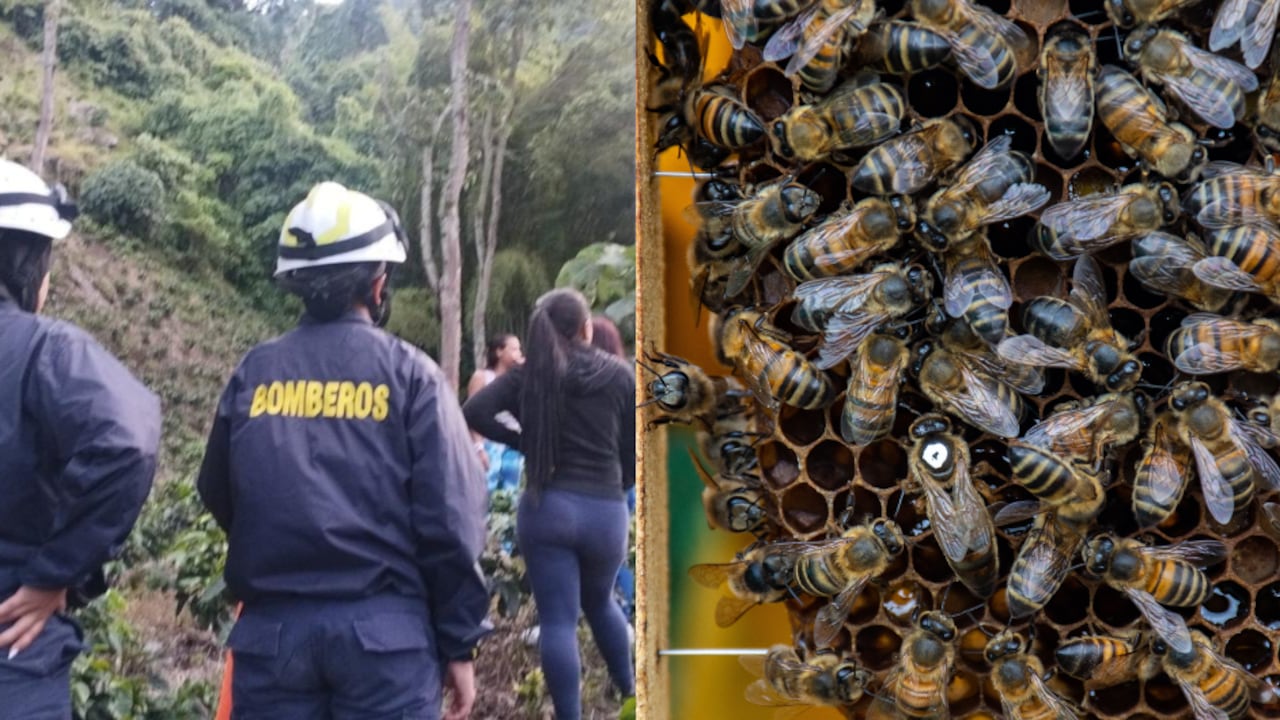 Hombre murió cuando esquivaba ataque de abejas en Antioquia.