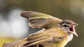 Girardota tiene gran potencial como destino de avistamiento de aves, actualmente biólogos hacen un inventario de las especies que habitan o transitan por los ecosistemas alrededor del municipio.