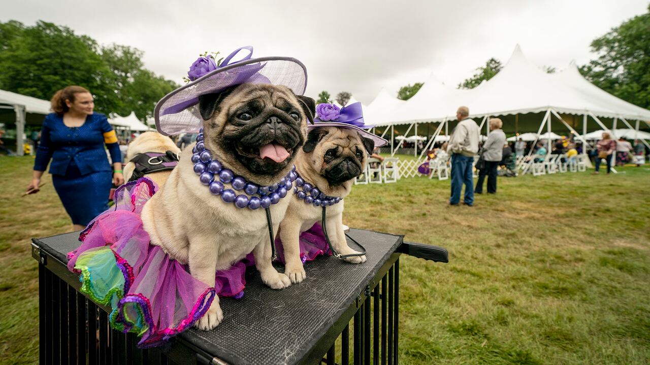 Pugs en un festival cultural en Nueva York. Foto: AP / John Minchillo.