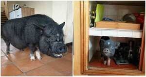 Los dueños de Kiko pensaron que no pesaría más de 15 kilos cuando creciera. Terminó pesando 57.