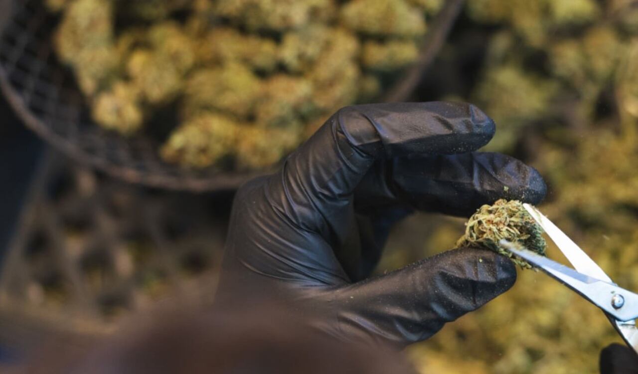 Con la industria de la marihuana se podrían crear miles de empleos en Argentina, argumentó el Ministerio de Economía