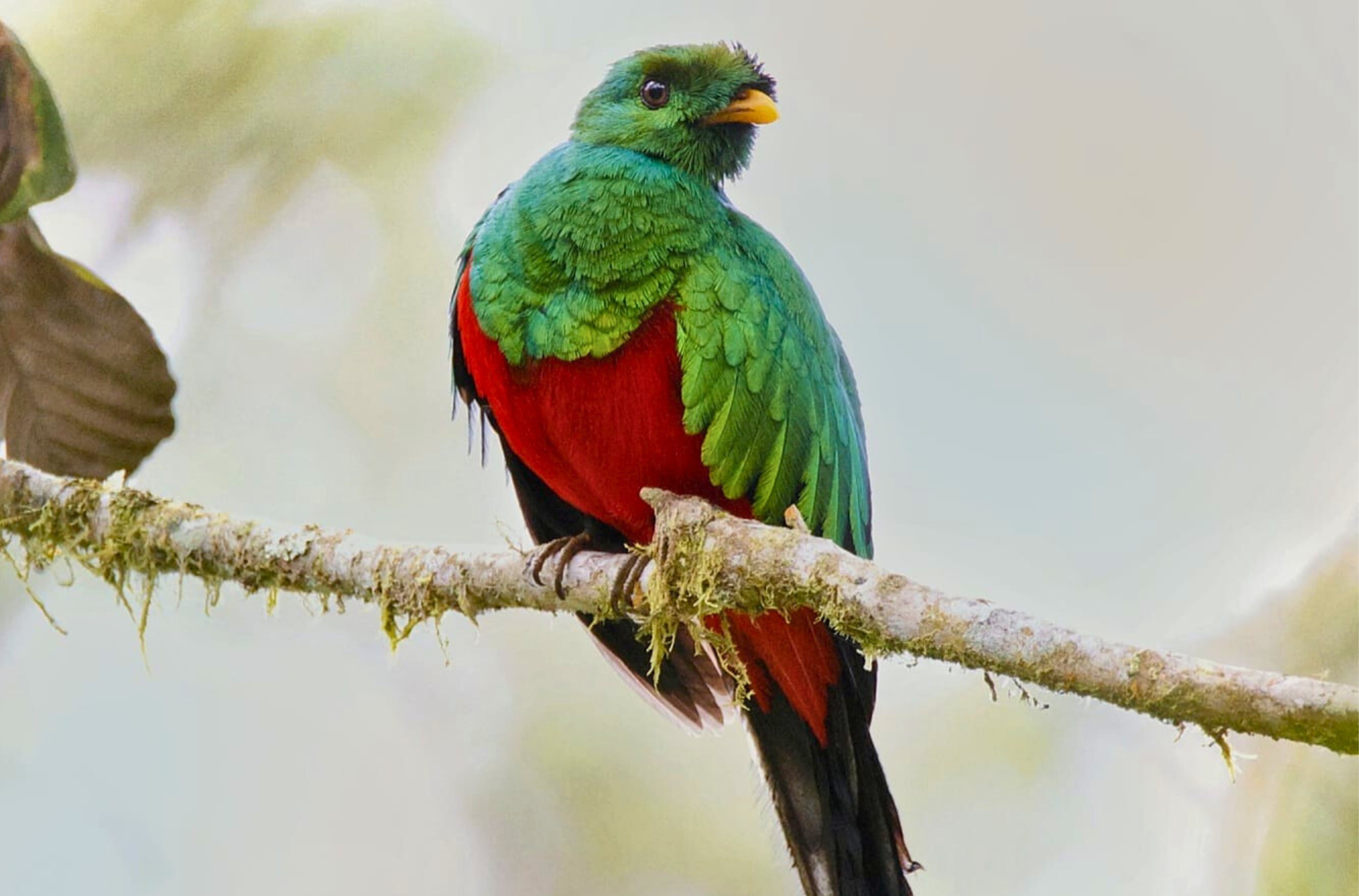 Quetzal.