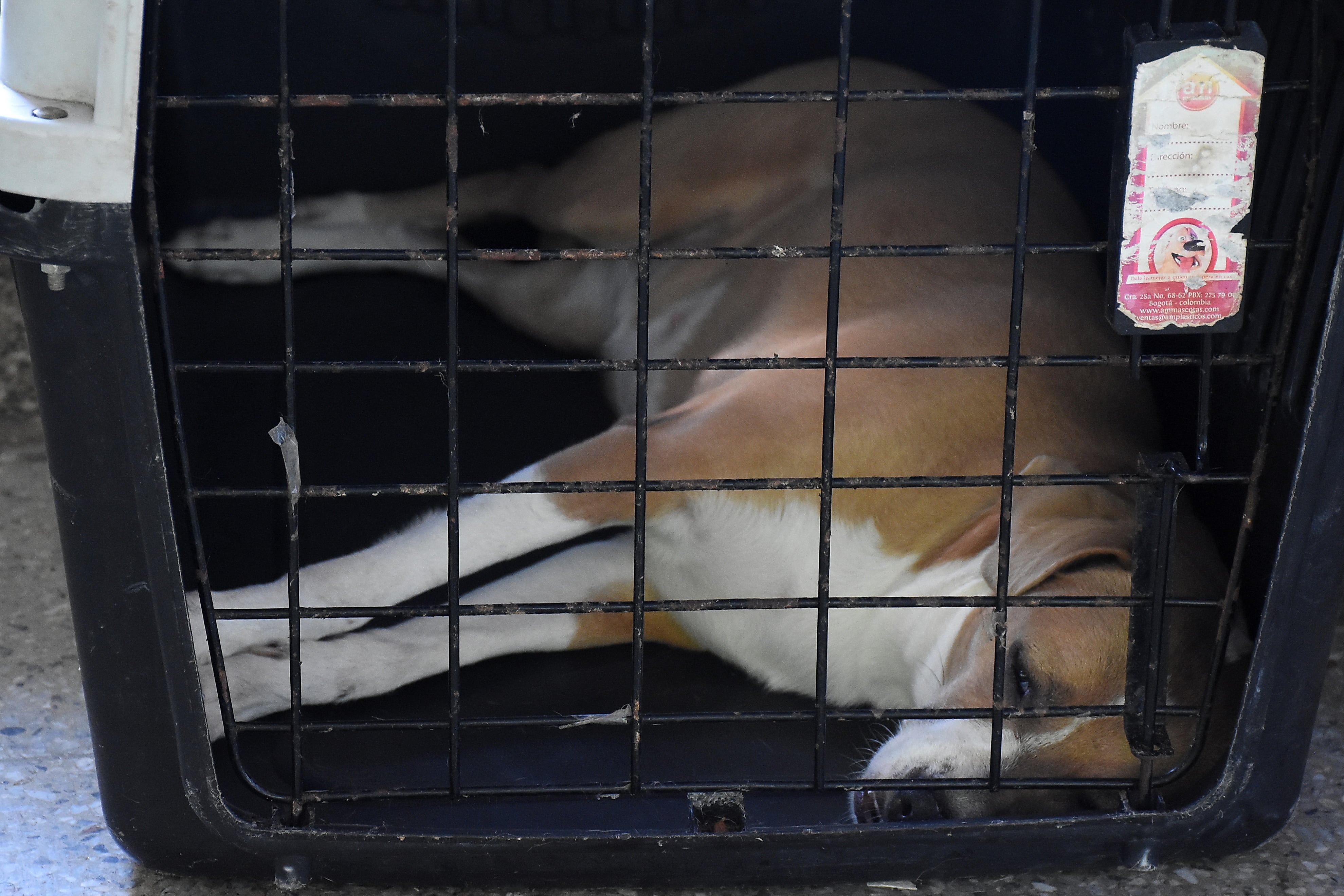 Mascotas Afectadas por Terremoto Centro de Bienestar Animal