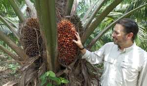 La palma de aceite en Colombia