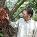 La palma de aceite en Colombia