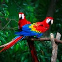 guacamayas rojas